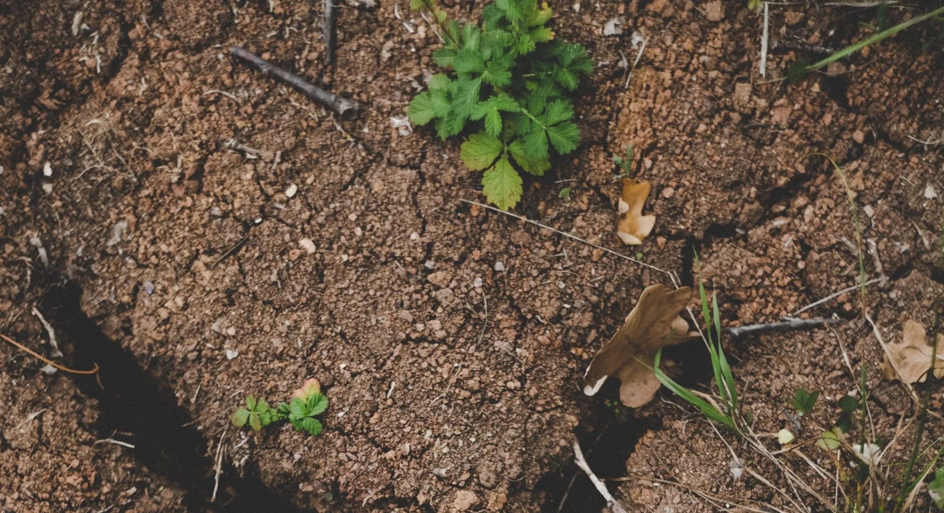 Susza - blokuje pobranie azotu z gleby, a może warto sięgnąć po azot z powietrza