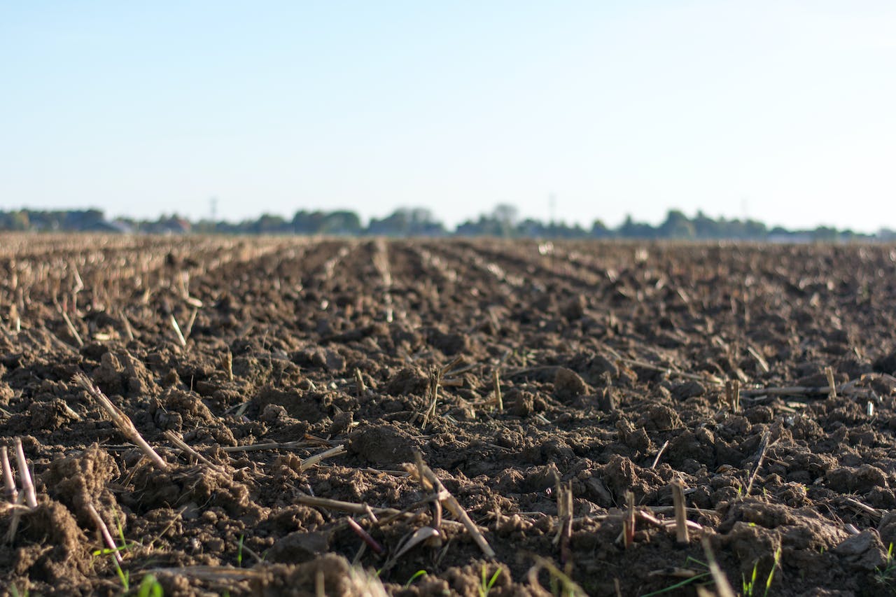 Jak wapnowanie gleby wpływa na jakość upraw?