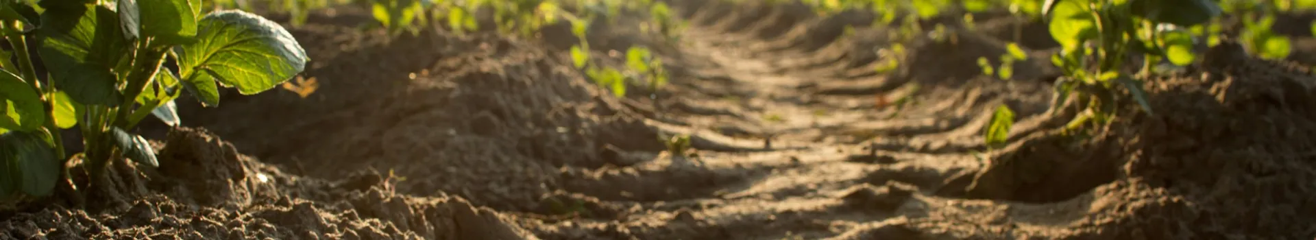 Próchnica glebowa – czym jest i jak wpływa na uprawy?