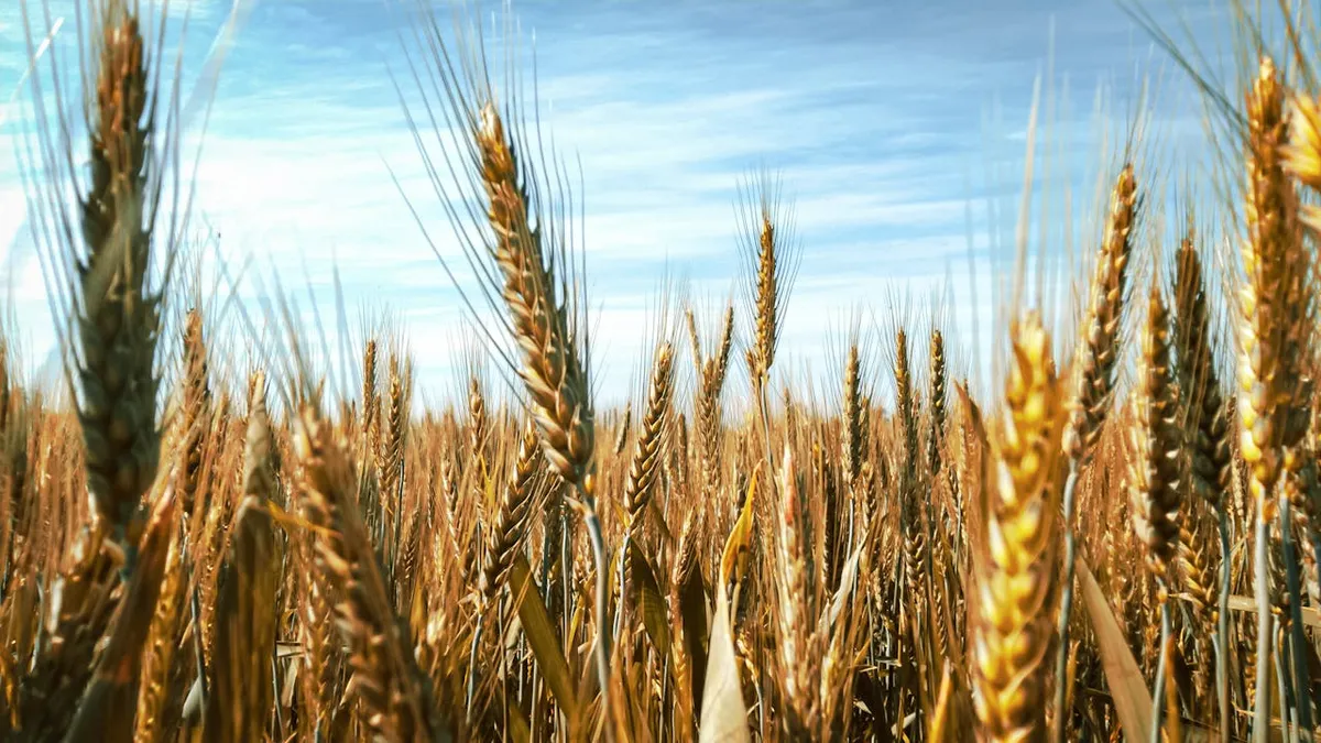 Biologiczna odporność zbóż ozimych — dlaczego warto budować zdrowotność roślin jesienią?