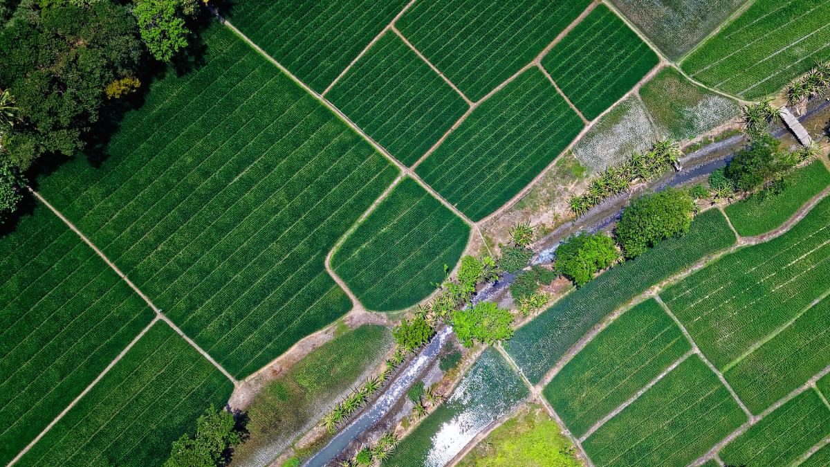 Powierzchnia upraw w 2025 roku