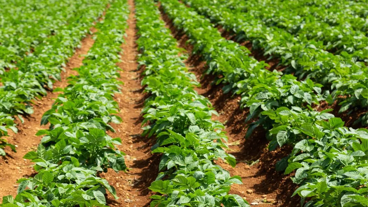 Wycofane substancje czynne w 2025 roku — brak możliwości stosowania ważnych środków ochrony roślin