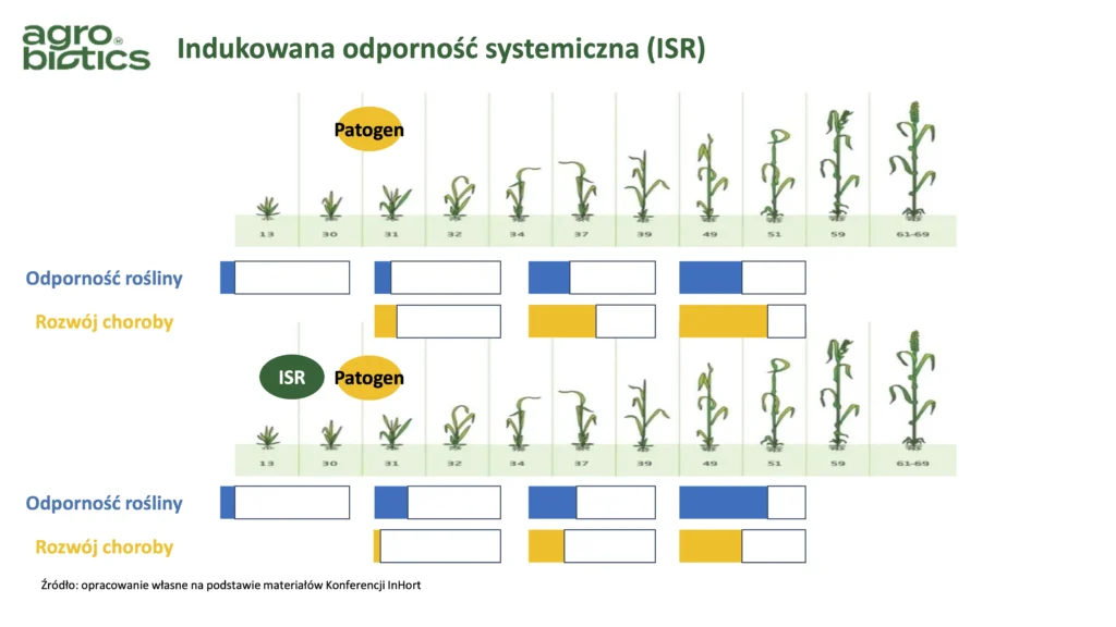 Indukowanie odporności systemicznej ISR