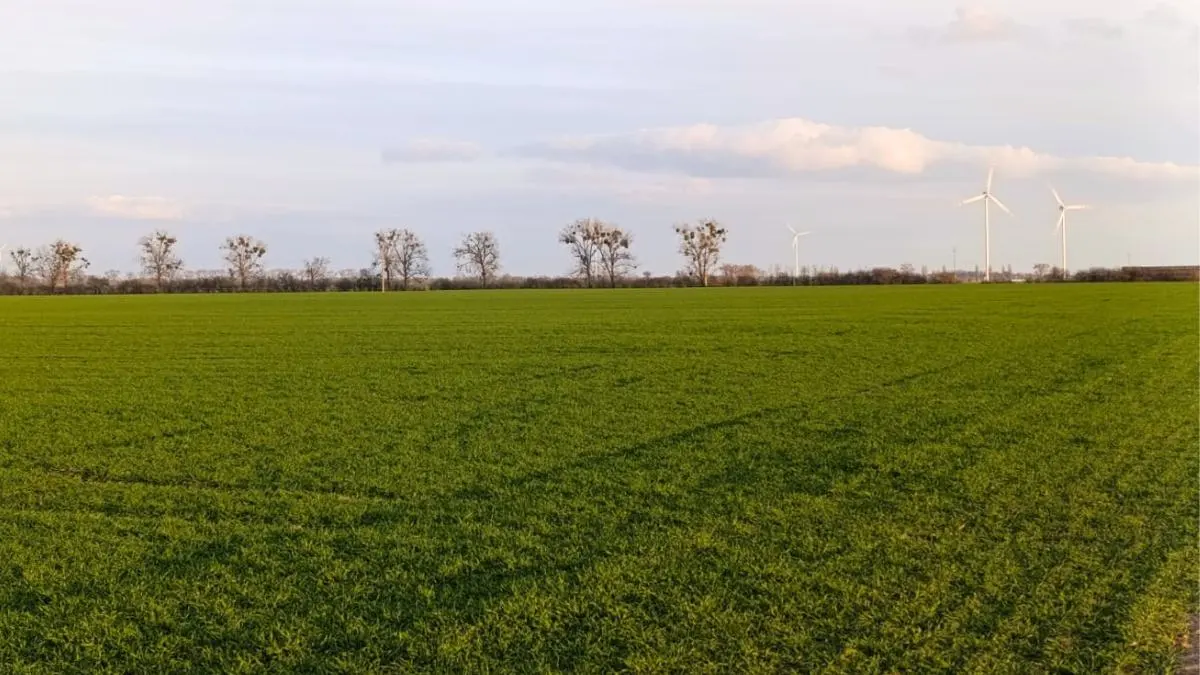 Temperatura a skuteczność fungicydów — co warto wiedzieć przed zabiegiem T1?