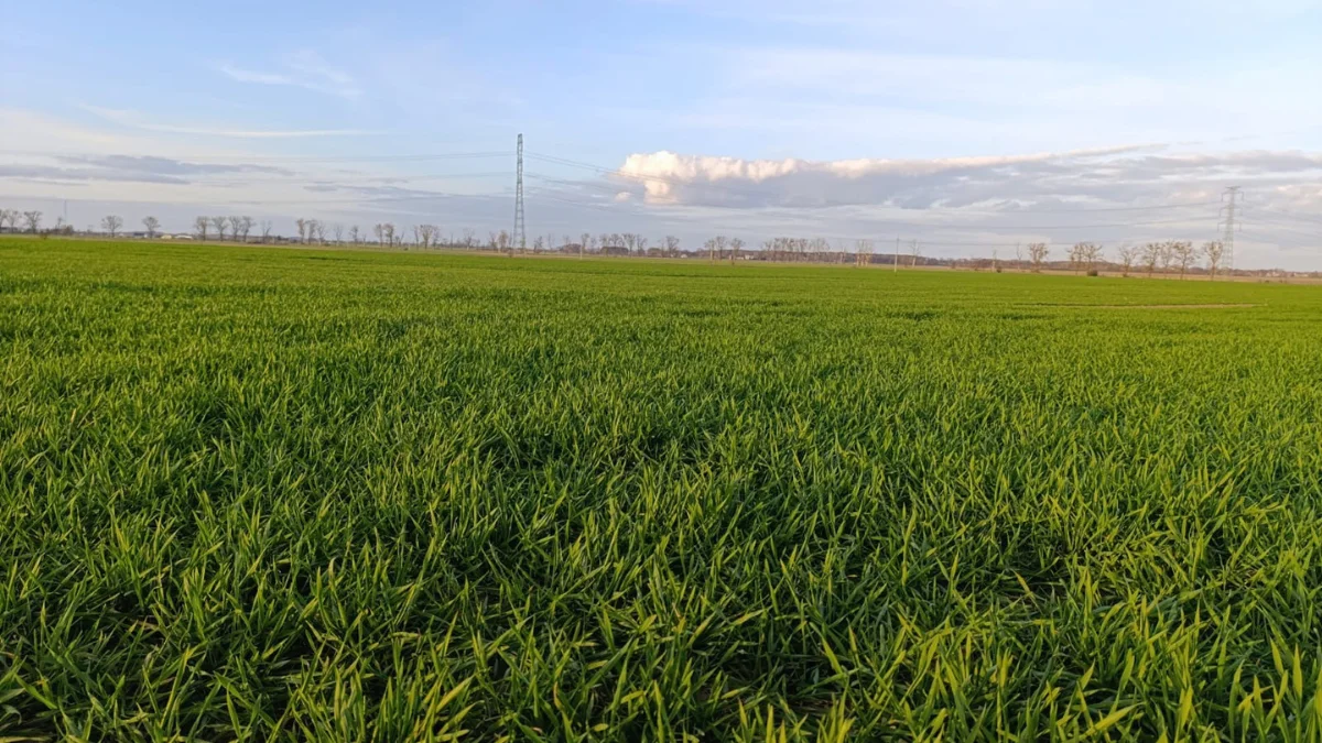 Susza — deficyt wody dużym zagrożeniem dla powodzenia upraw