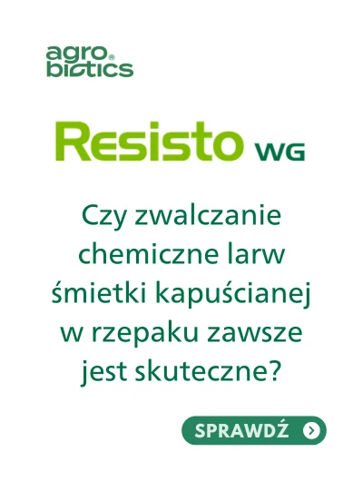 Jak rozwiązać problem larw śmietki kapuścianej w rzepaku? – czy zwalczanie chemiczne zawsze jest skuteczne?