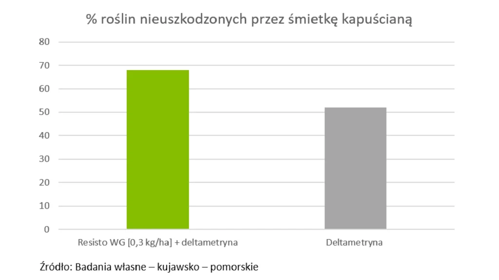 Wykres po żerowaniu śmietki kapuścianej